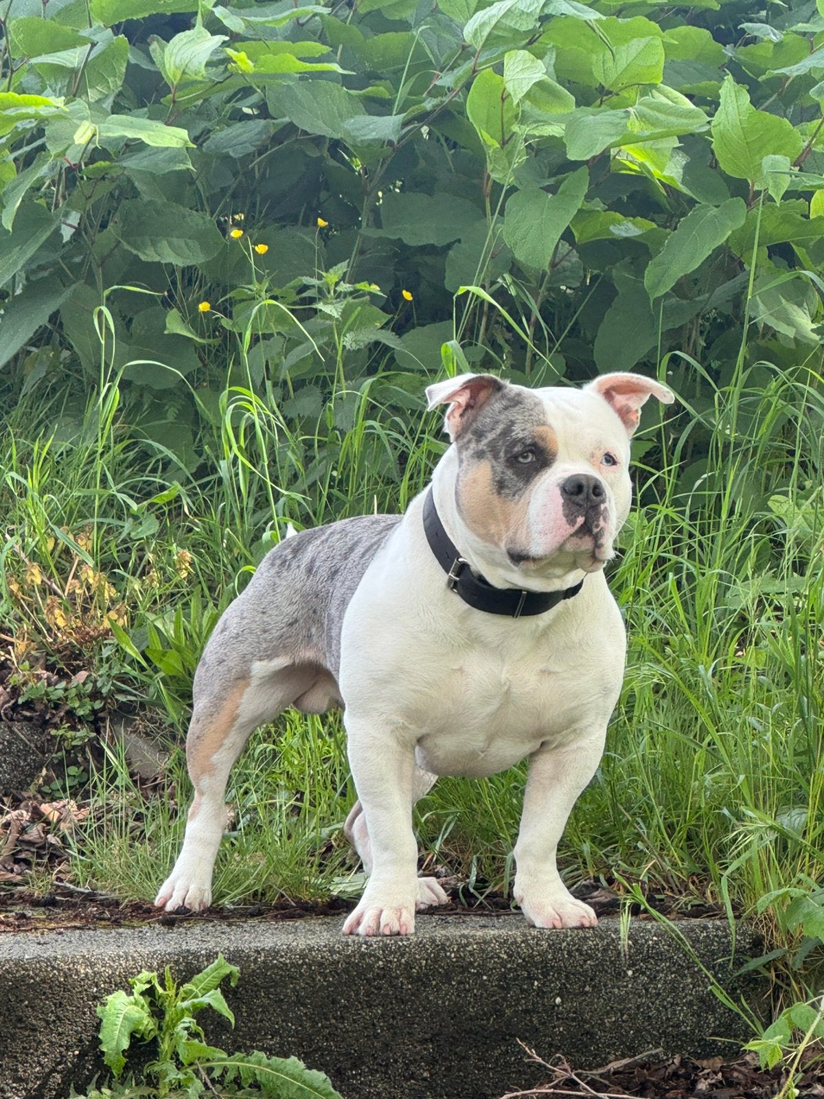 American Bully pocket dekreu, Reu, 1 tot 2 jaar, CDV (hondenziekte), Eén hond