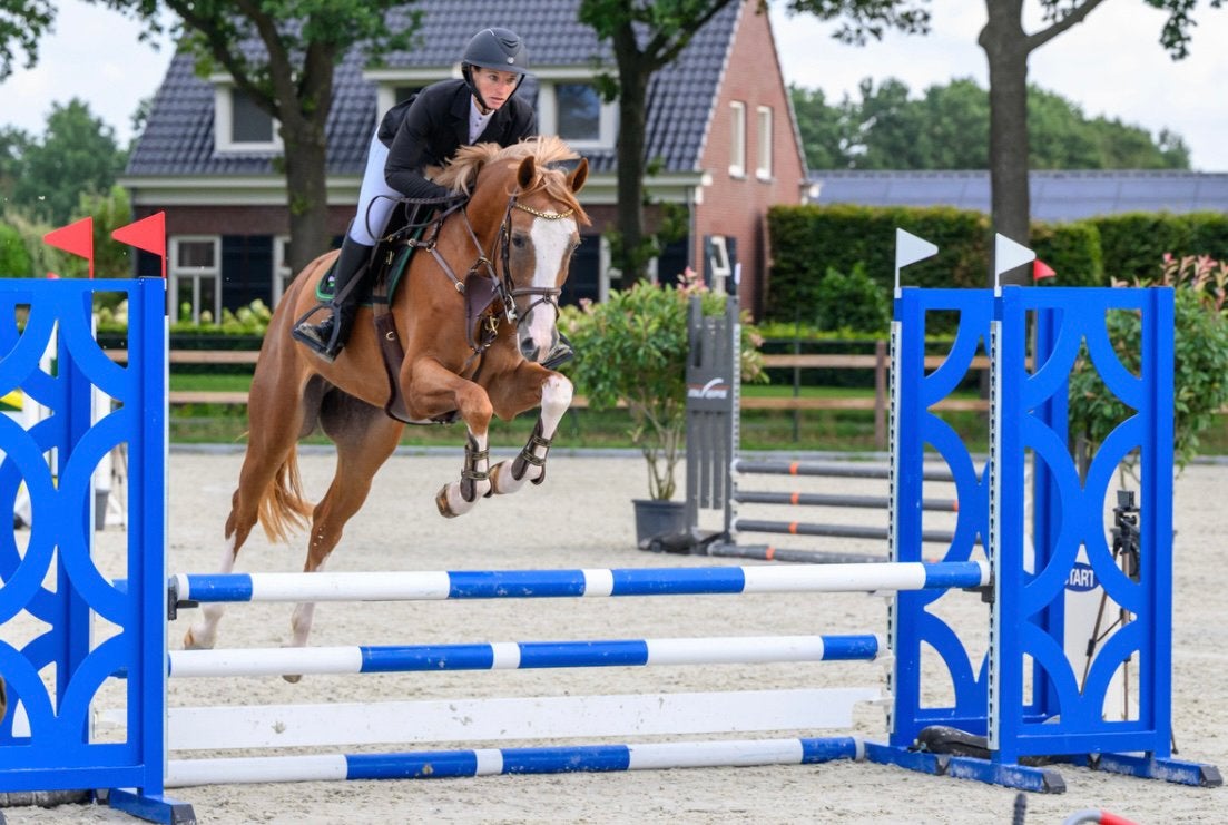 5 jarige ruin van Baloutaire ps, Dieren en Toebehoren, Springpaard, Ruin, Met stamboom, B