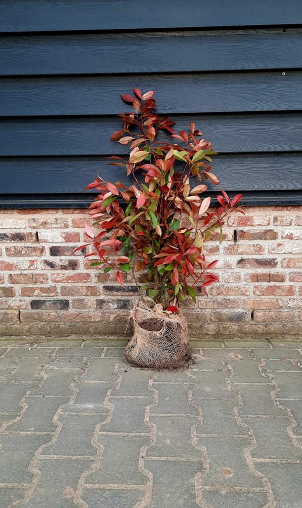 Photinia Fraseri Red Robin 🍁🌿 groenblijvende haagplant🍁🌿, Ophalen, Halfschaduw, Overige soorten