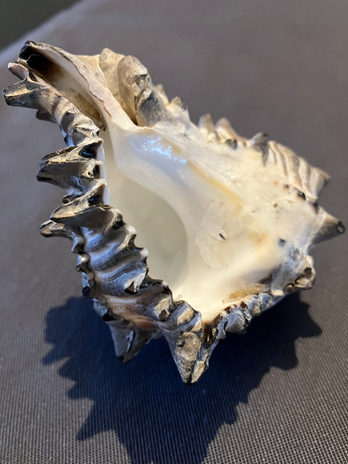 Verschillende soorten schelpen, Ophalen of Verzenden