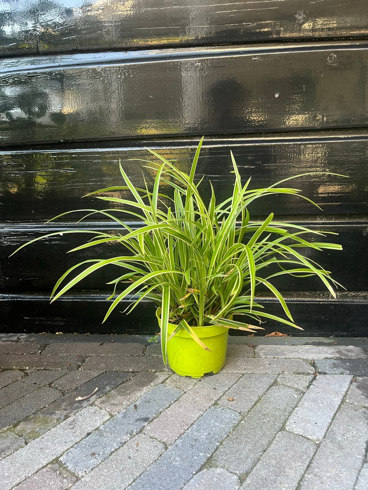 Siergras, Ophalen, Volle zon, Vaste plant, Siergrassen