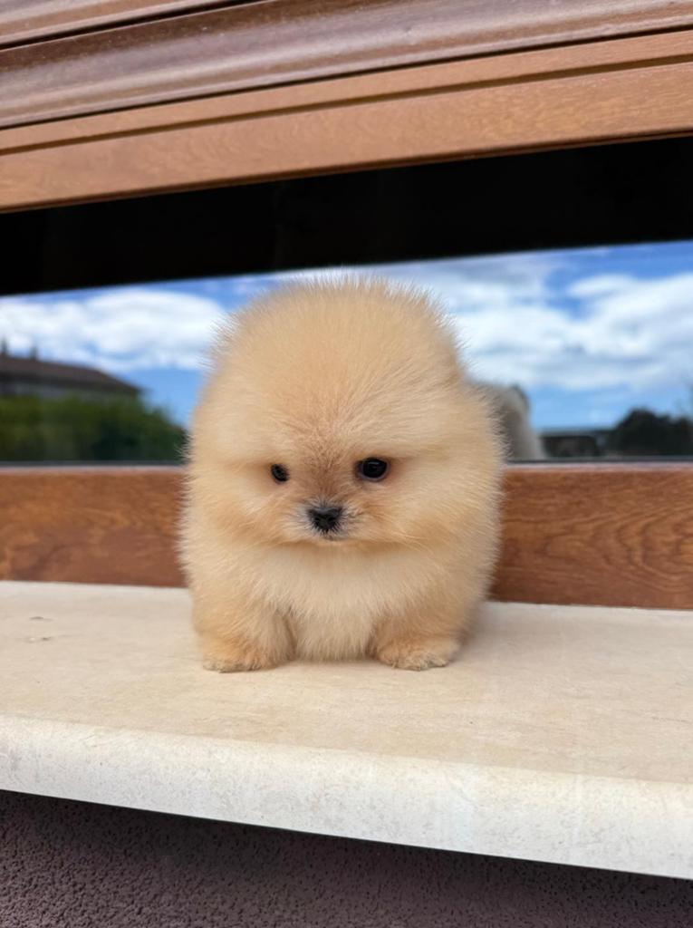 Pomeranian, Dieren en Toebehoren, Overige rassen, 8 tot 15 weken, Buitenland, Parvo