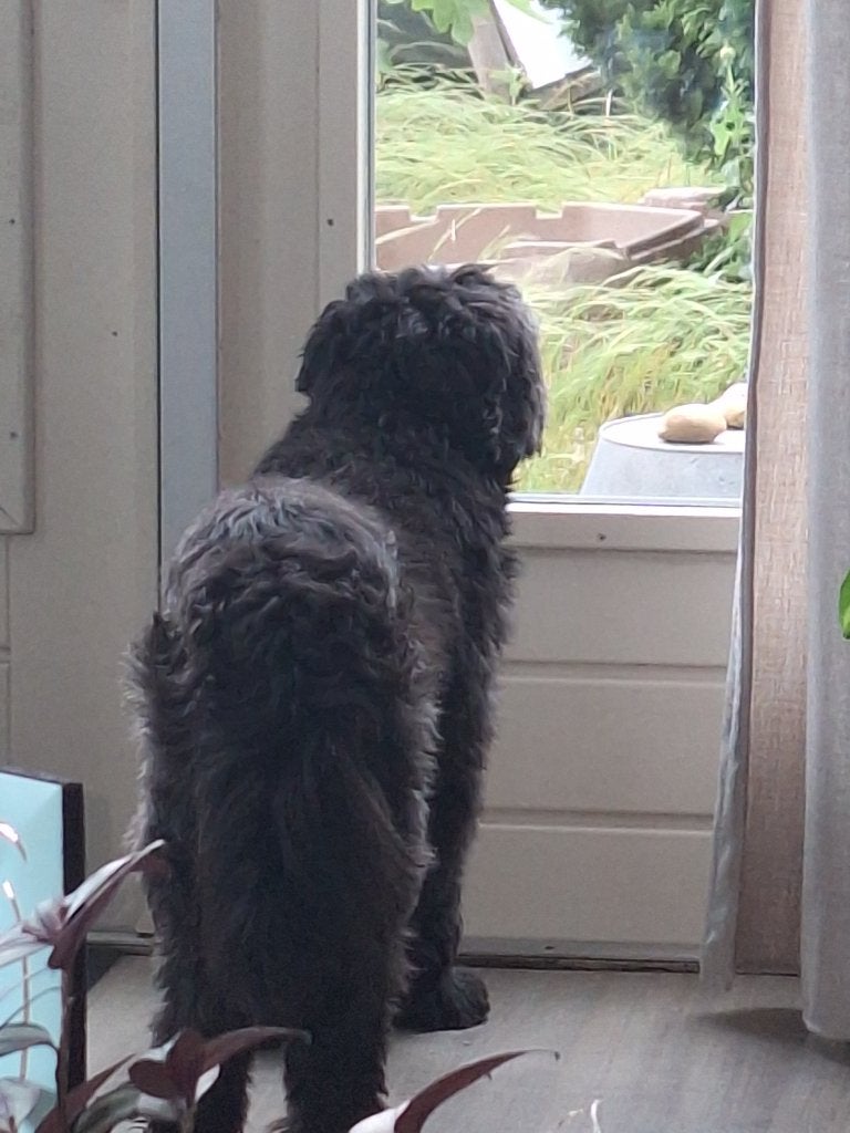 Lieve Shih Tzu reu van 4 jaar zoekt een nieuw thuis, Parvo, Eén hond, 3 tot 5 jaar, Nederland