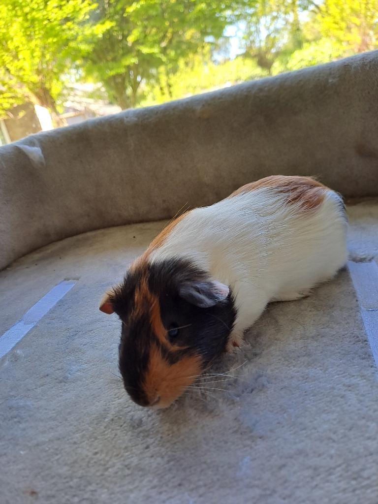 3 cavia zoeken een nieuw huis, Mannelijk, Tam, Maart, Cavia