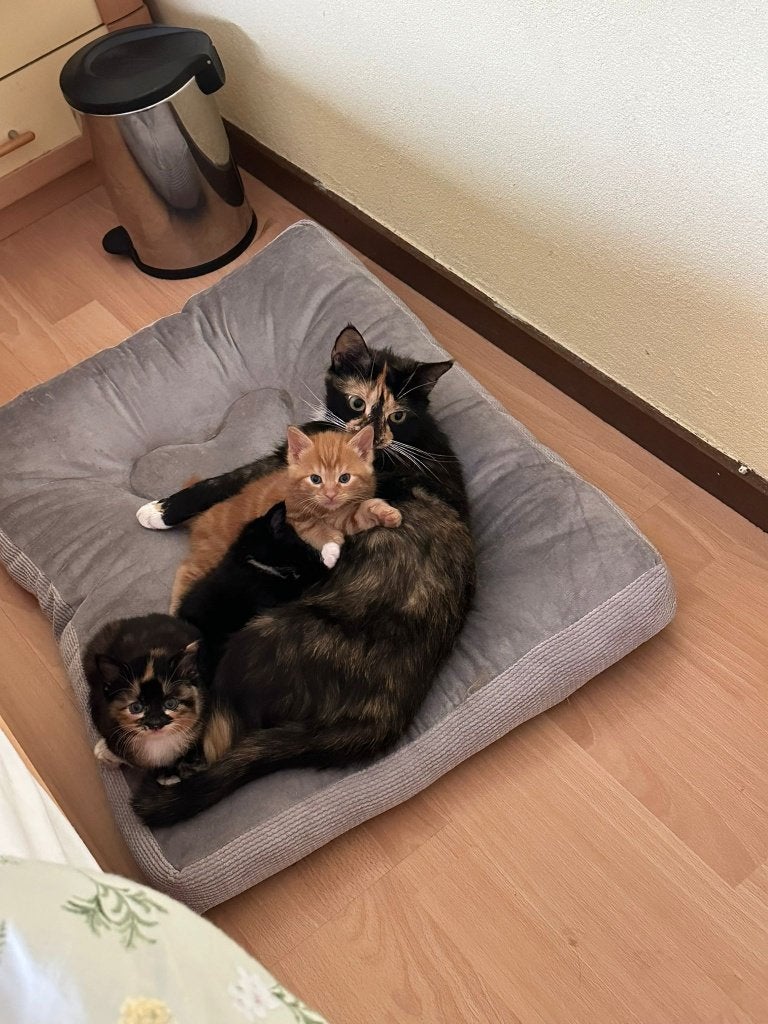 3 Lieve Kittens te Koop, Meerdere dieren, Ontwormd, 0 tot 2 jaar