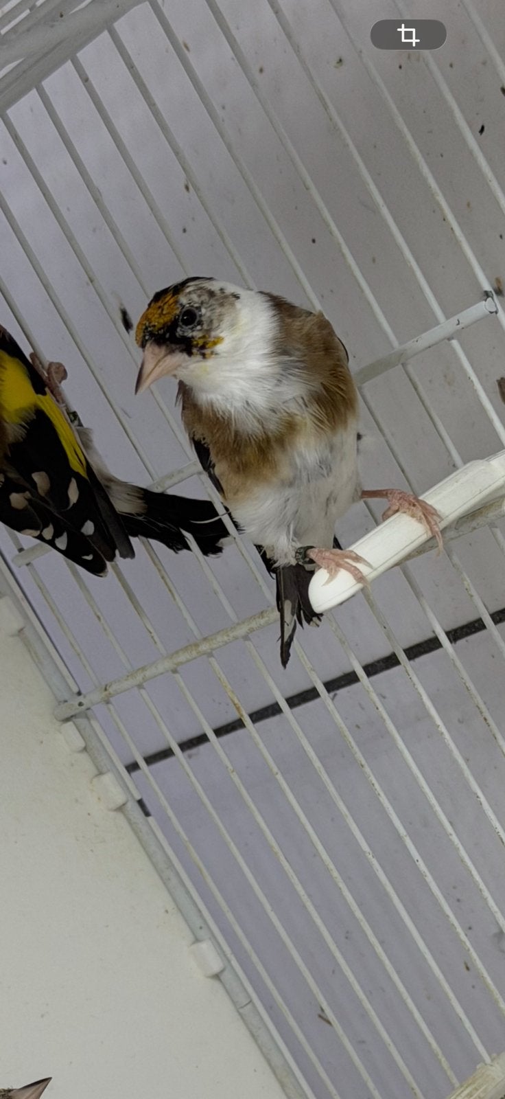 Parva putters, Meerdere dieren, Wildzangvogel, Geringd