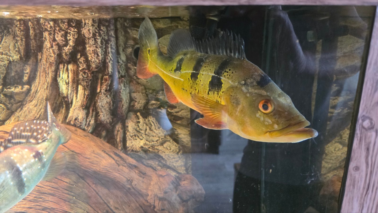 cichła monocules 35+, Dieren en Toebehoren, Vis