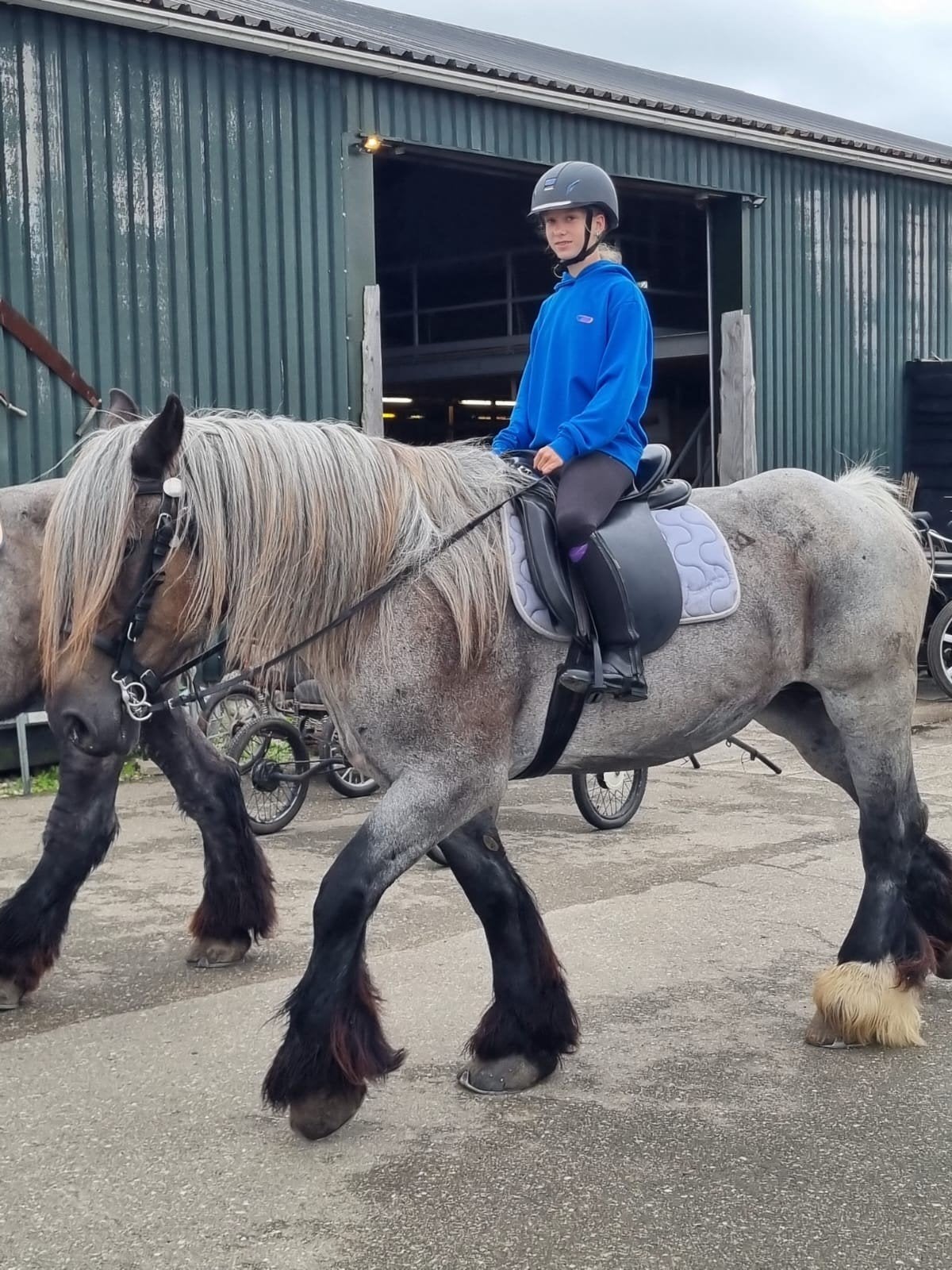 verzorgpony/verzorgpaard GEZOCHT, Ophalen of Verzenden