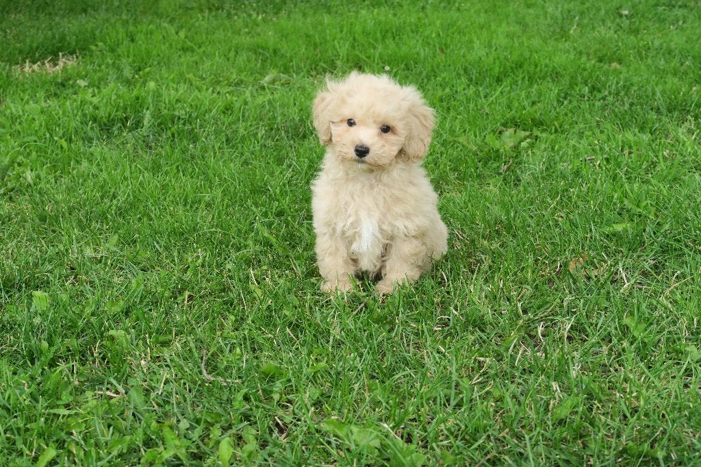 Boomer pups reutjes, Parvo, Maltezer, Nederland, Reu
