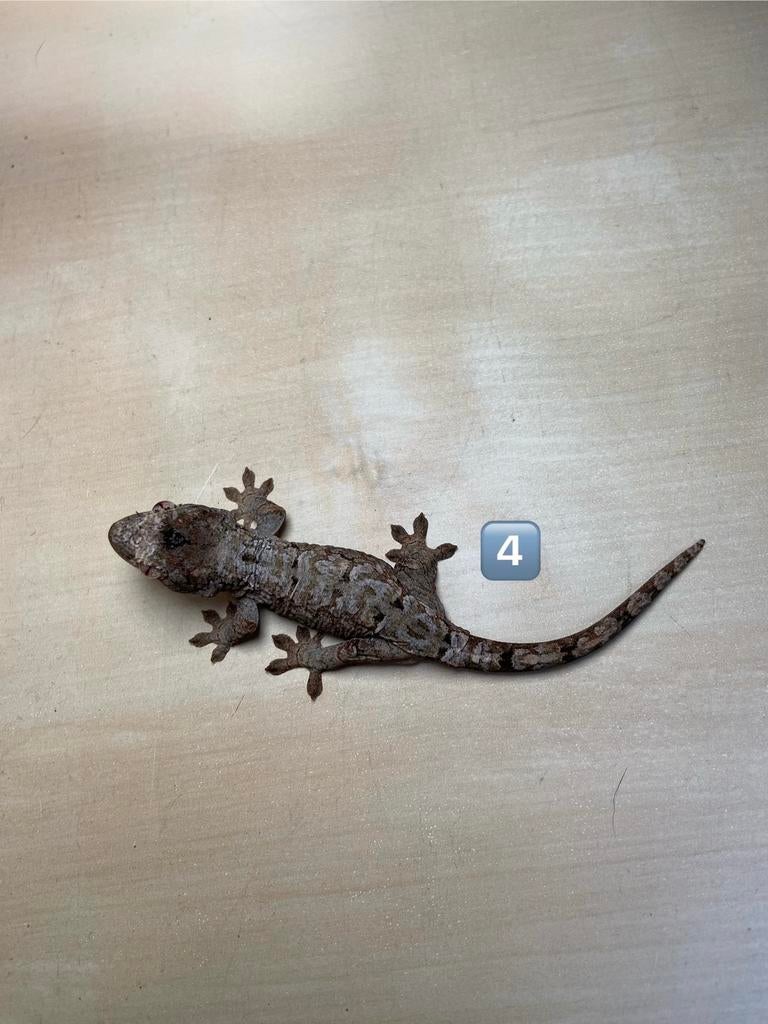 0.0.3 Chahoua mainlands, Dieren en Toebehoren, Reptielen en Amfibieën, Hagedis, 0 tot 2 jaar
