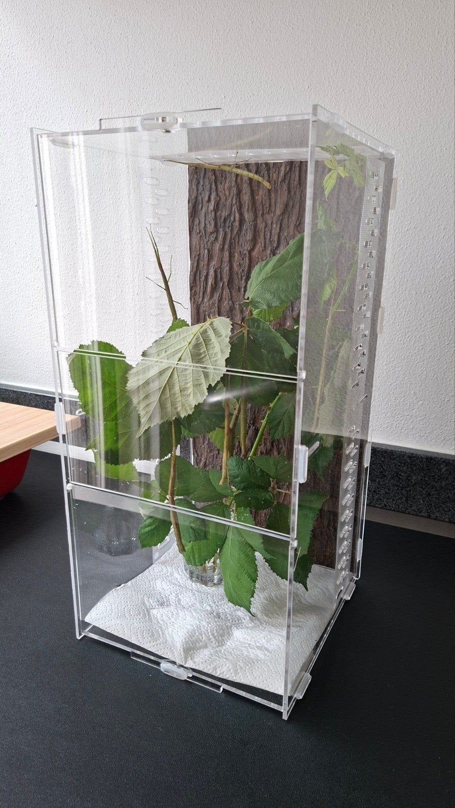 Terrarium voor bidsprinkhanen of wandelende taken, Verzenden, Nieuw, Terrarium of Paludarium