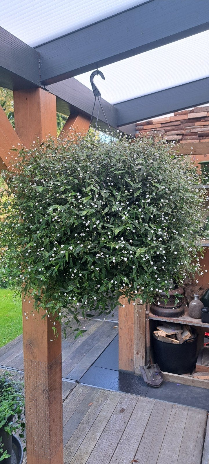 Tradescantia met witte bloemen en Phlebodium blauw varen, Ophalen, Halfschaduw, Minder dan 100 cm