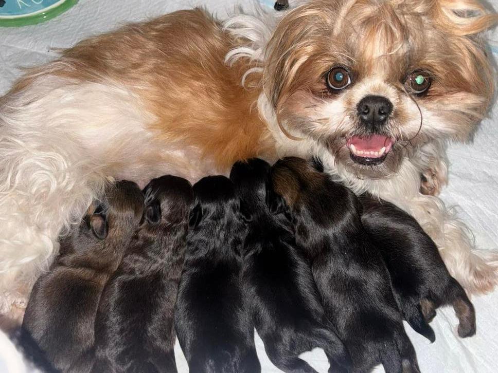 5 lieve bruin/zwarte Shih Tzu Reutjes beschikbaar vanaf Juni, 8 tot 15 weken, Parvo, Meerdere, Meerdere dieren