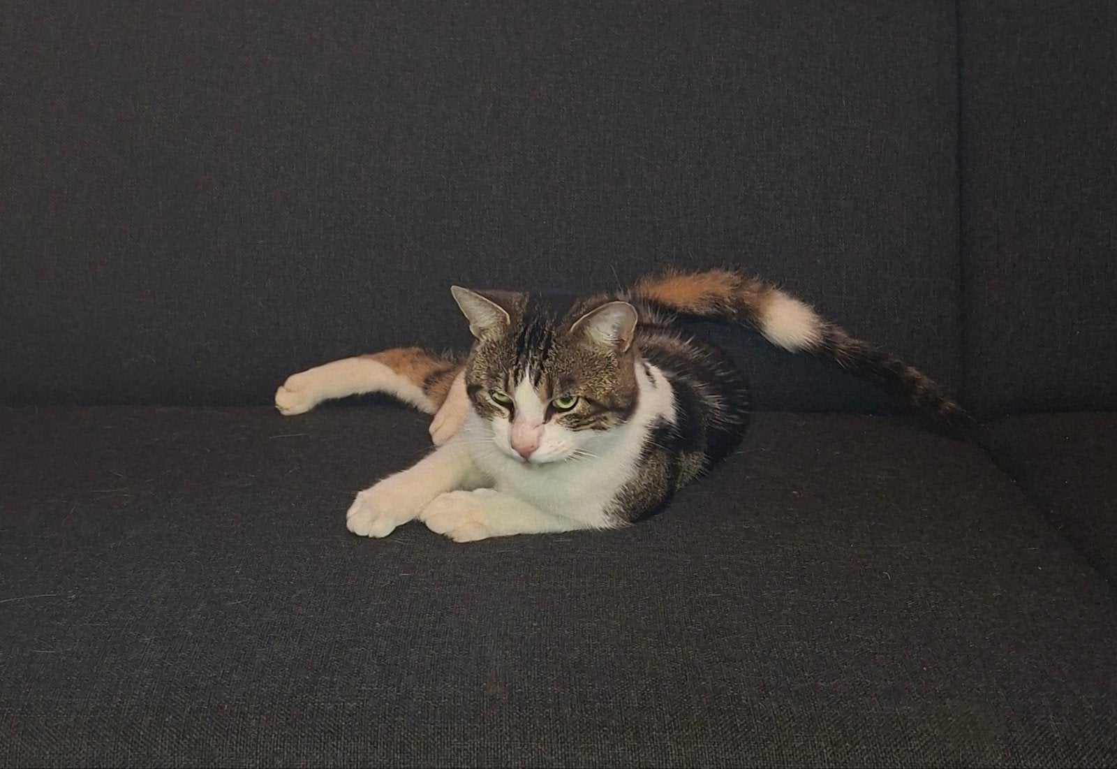 Lieve en knappe kater Chico (1 jaar) zoekt een warm huisje!, Dieren en Toebehoren, 0 tot 2 jaar