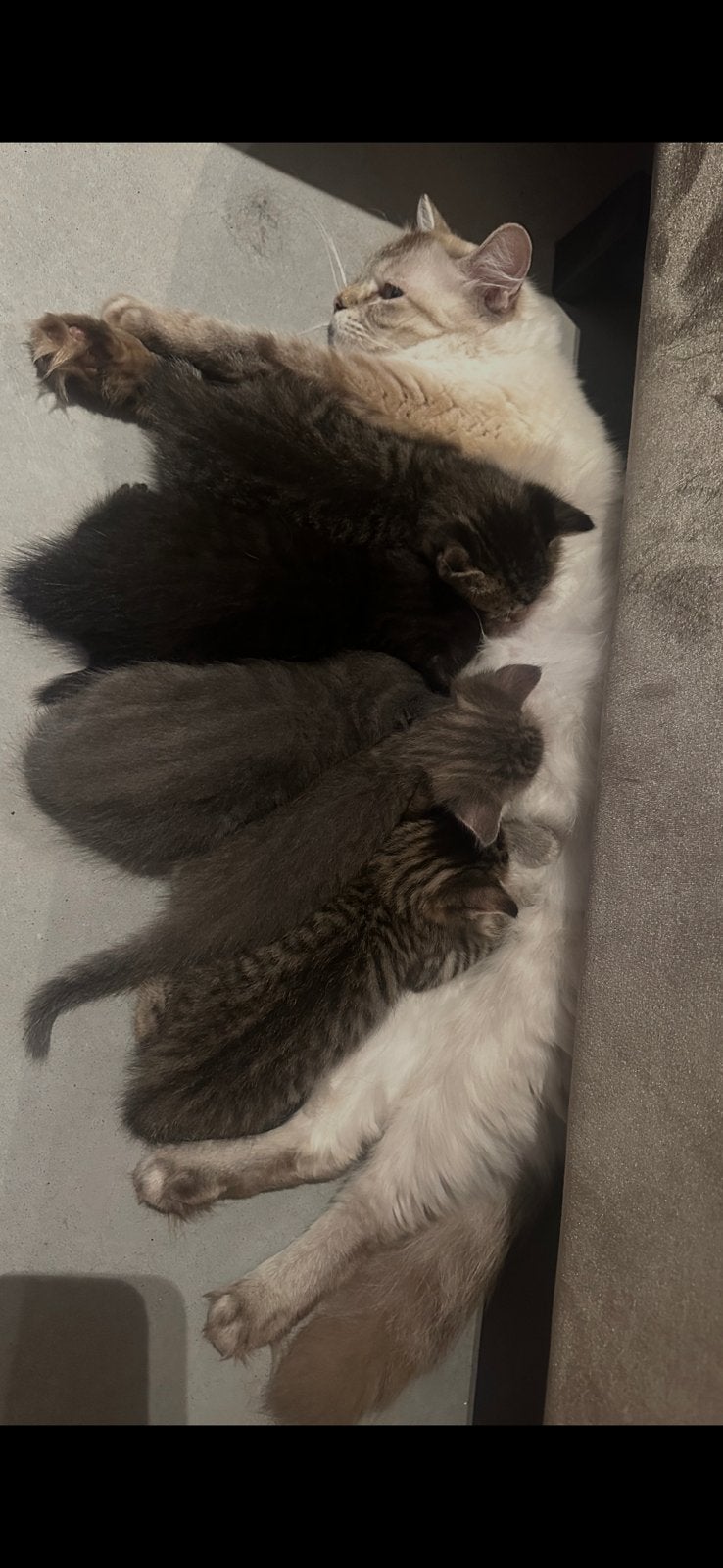 Nog 3 van de 5 Ragdoll X kittens zoeken een gouden mandje, Dieren en Toebehoren, Katten en Kittens | Overige Katten, Meerdere dieren