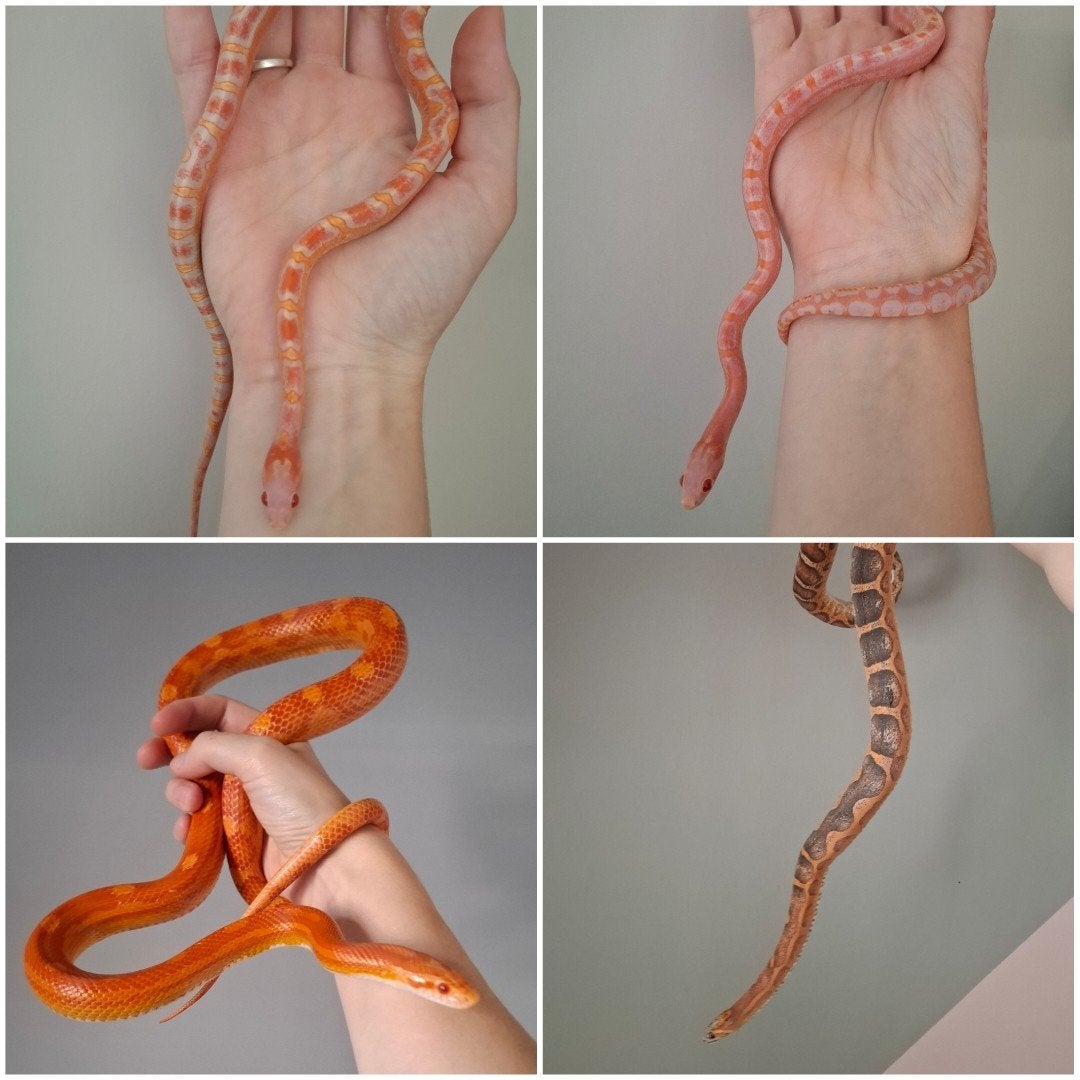 pantherophis guttatus/ rode rattenslangen Corn Snake - male for sale from Daphne