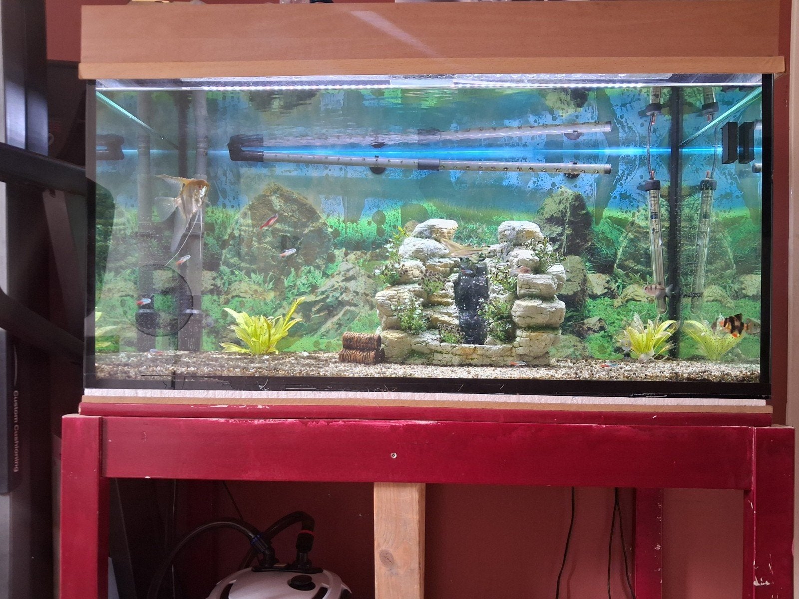 Mooi aquarium, Vis, Zoetwatervis
