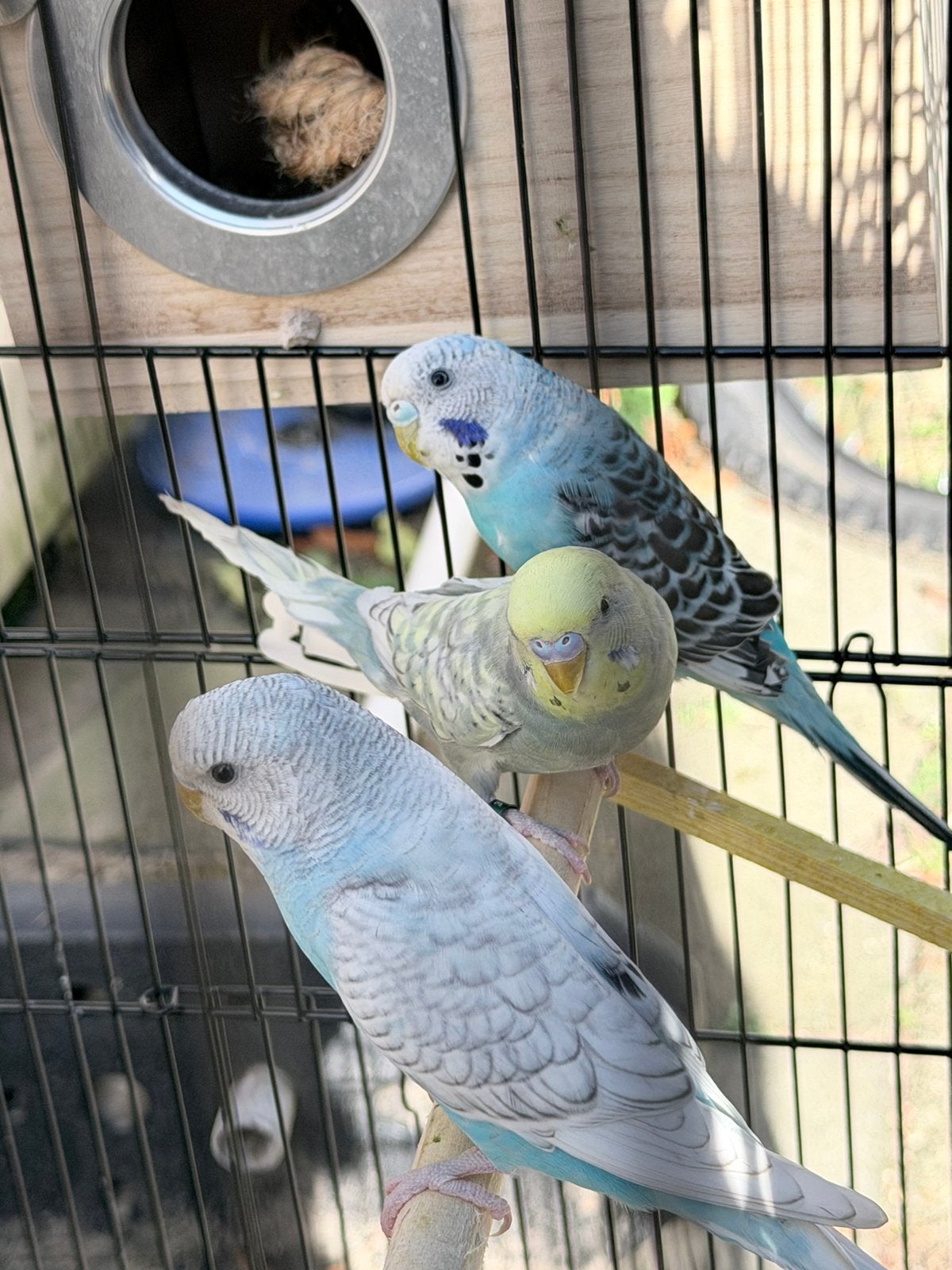 Vogels te koop, Meerdere dieren, Dwergpapegaai of Agapornis