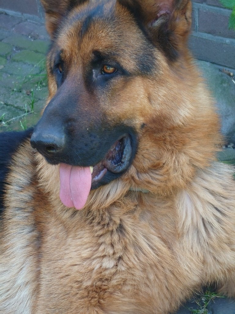 Duitse herder reu, 4 jaar, Reu, Parvo, Eén hond, 3 tot 5 jaar