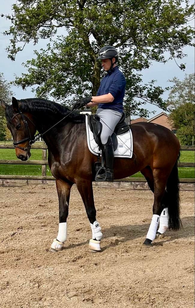 Prachtige 5-jarige dressuurmerrie (Lloyd xGribaldixWolfgang), Merrie, Dressuurpaard, L, 170 tot 175 cm