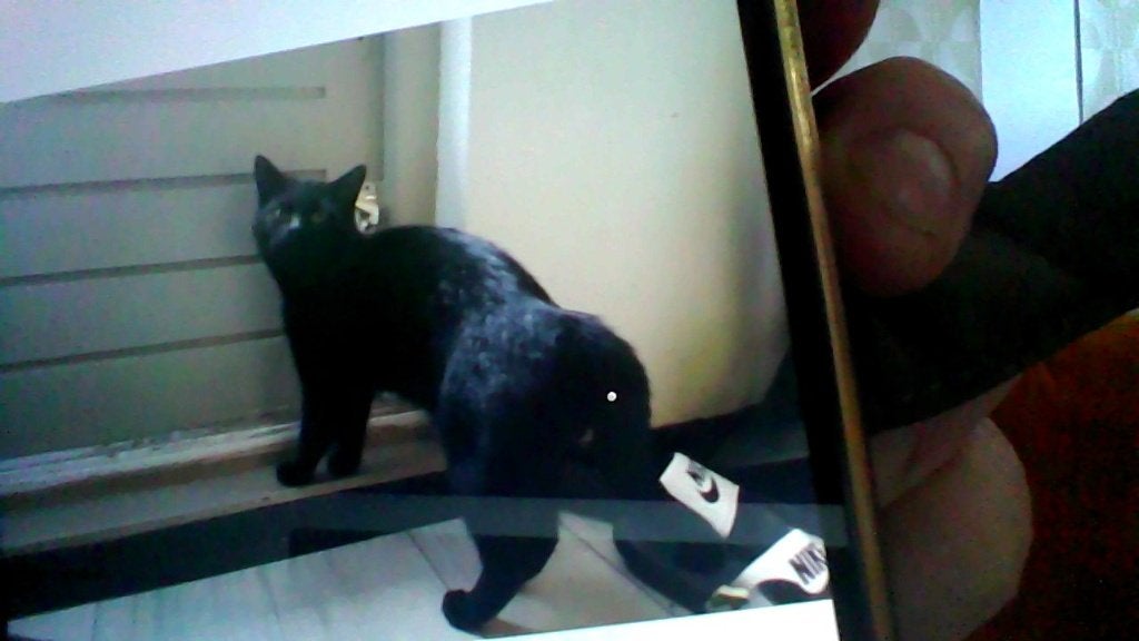 katten, Dieren en Toebehoren, Meerdere dieren, 0 tot 2 jaar