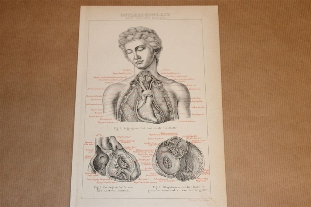 Antieke anatomische prent - Hart van de mens - 1875 !!, Verzamelen, Foto's en Prenten, Ophalen of Verzenden, Voor 1940, Zo goed als nieuw