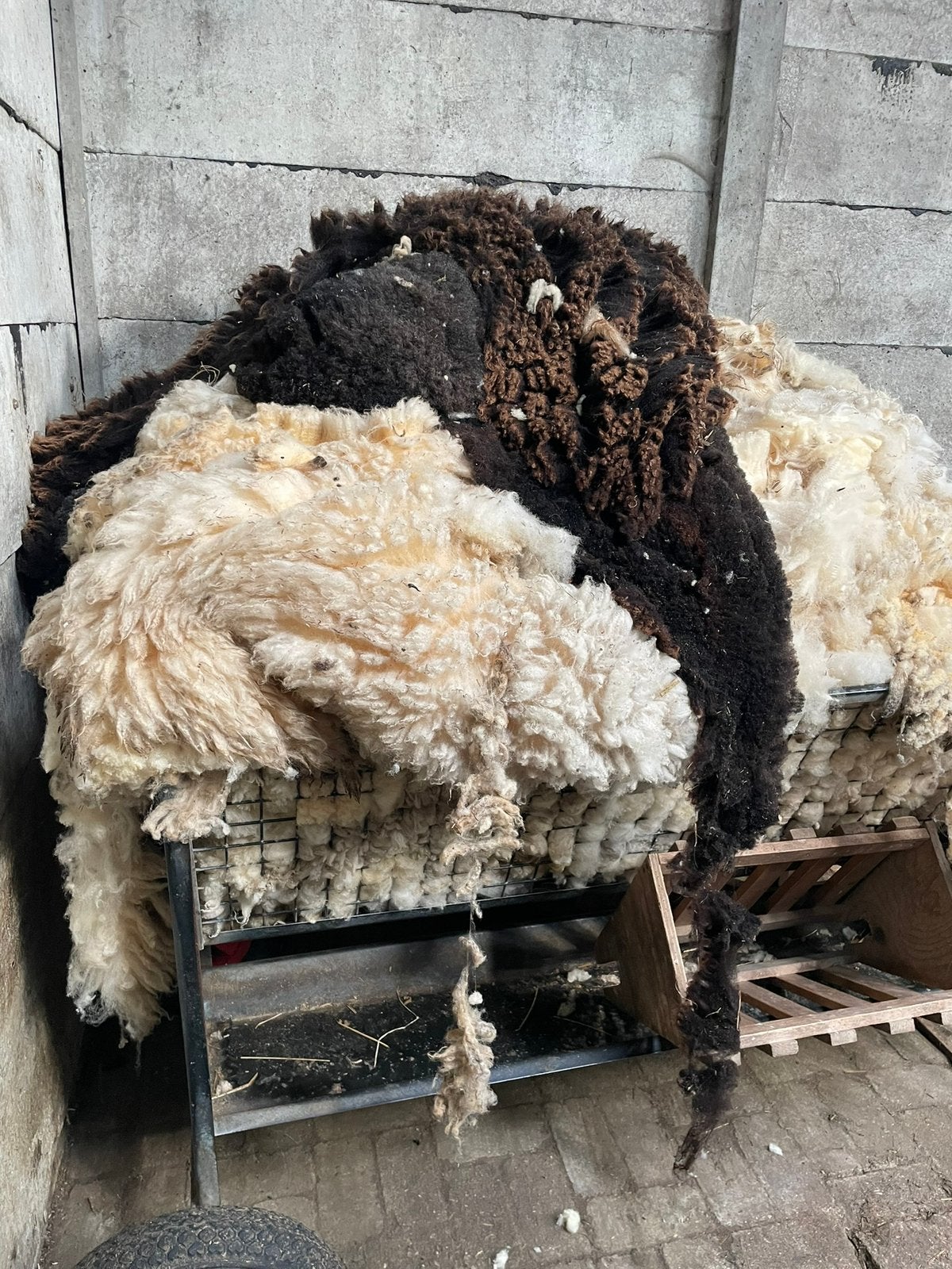 Schapen wol, Meerdere dieren, Schaap