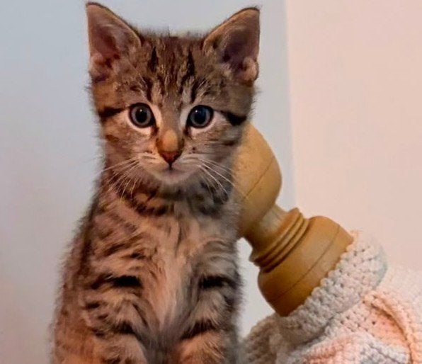 prachtige lieve kitten zindelijk,ontvlooid en ontwormt, Dieren en Toebehoren, Poes