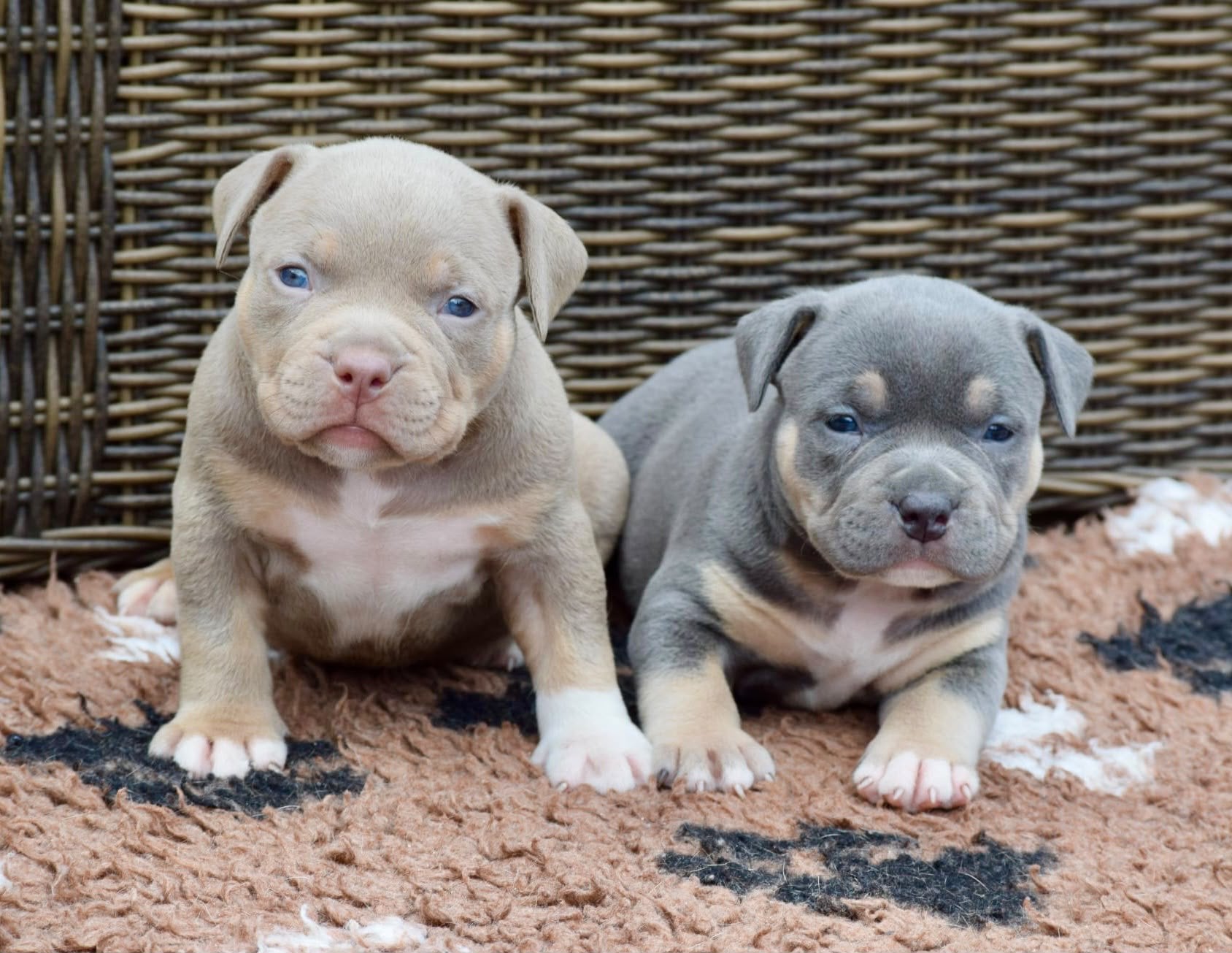 Foto 17 van 🔥American bully pups uit grand champion line, tricolors