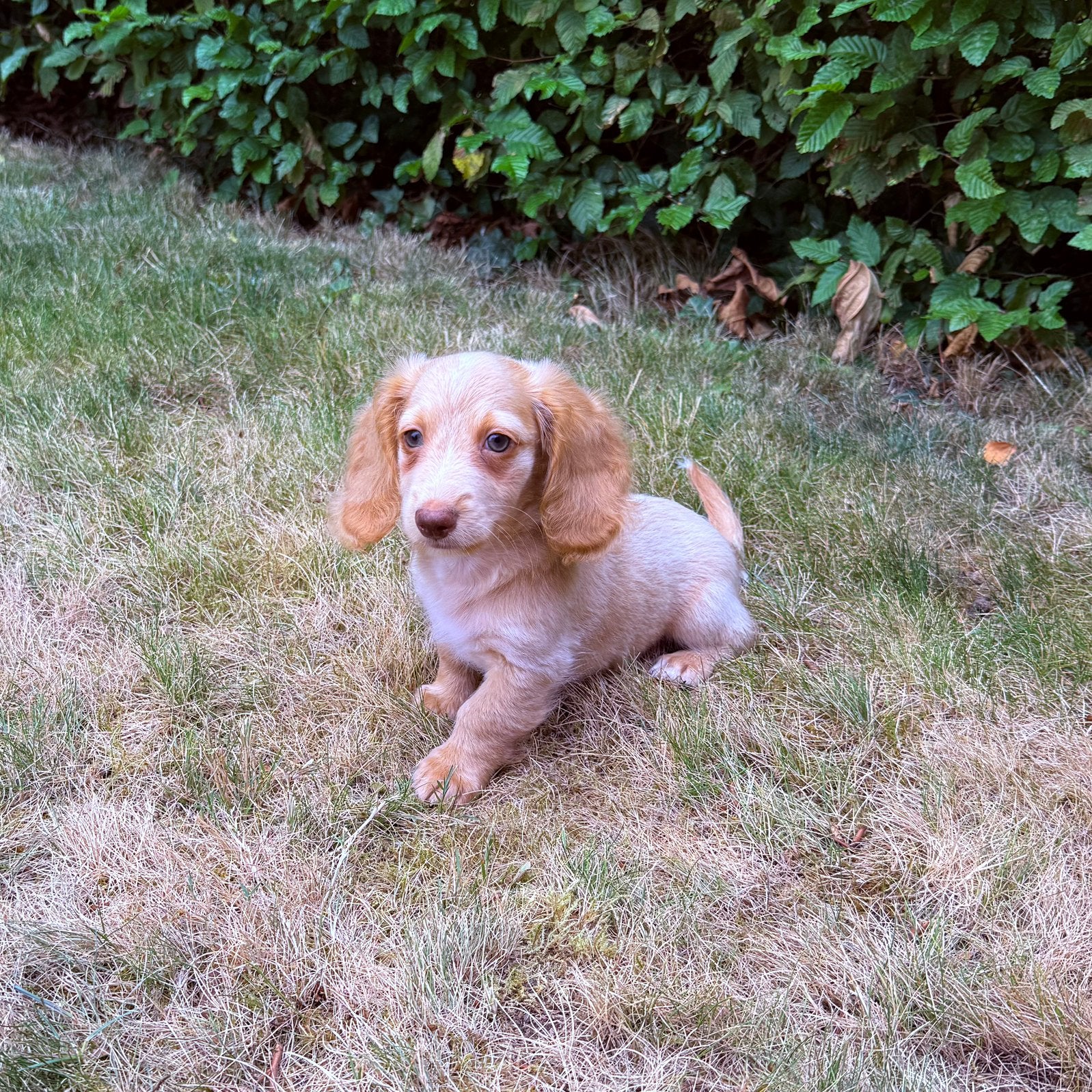 Lieve Kaninchen/Dwerg Teckel Pups, Parvo, België, Particulier, 8 tot 15 weken