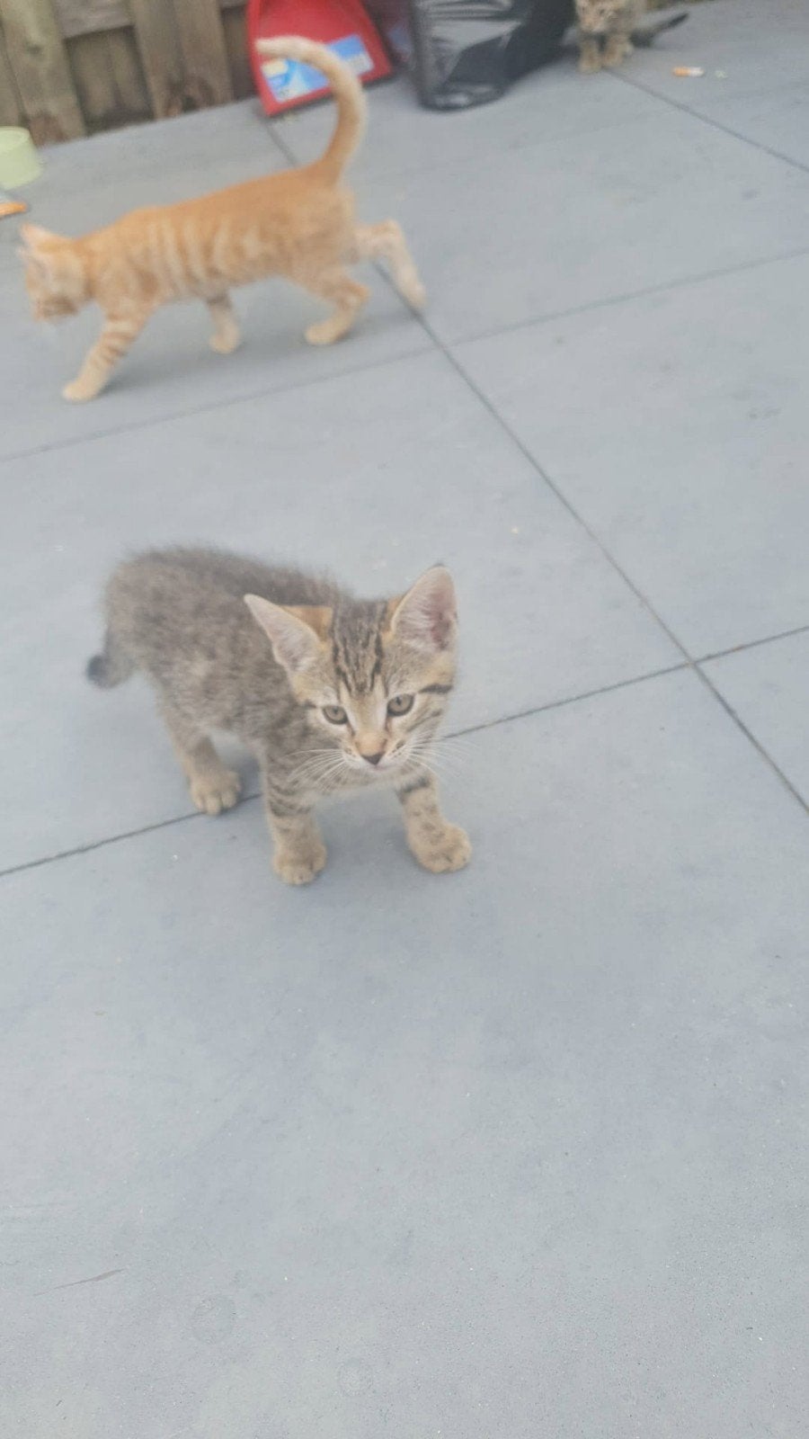 9 weken oud kittjes gratis