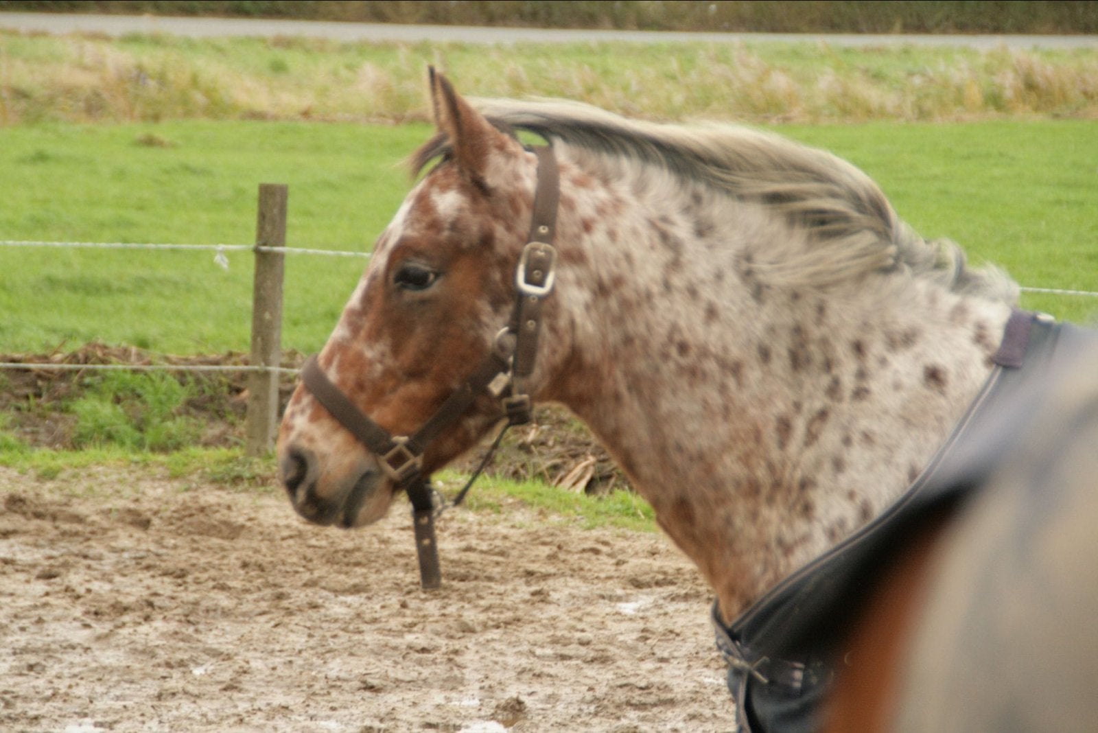 8 jarige C pony Appaloosa x New Forrest, Dieren en Toebehoren, Gechipt, Ruin, Springpony, C pony (1.27m tot 1.37m)