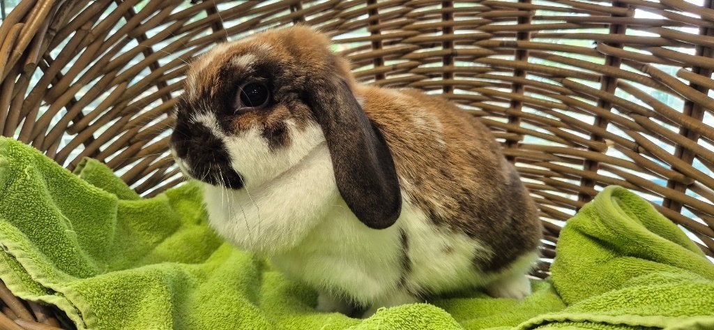 Voedster FLEURIE uit de opvang zoekt een tehuis!, Dieren en Toebehoren, Vrouwelijk, Dwerg