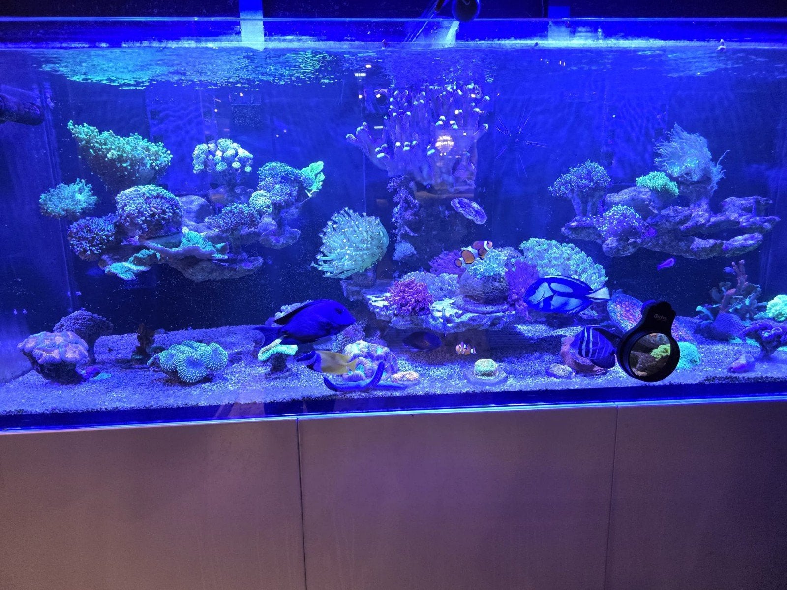 aquarium met alle toebehoren en vissen erbij, Ophalen, Inclusief controller, Aqua Medic, Gevuld zoetwateraquarium