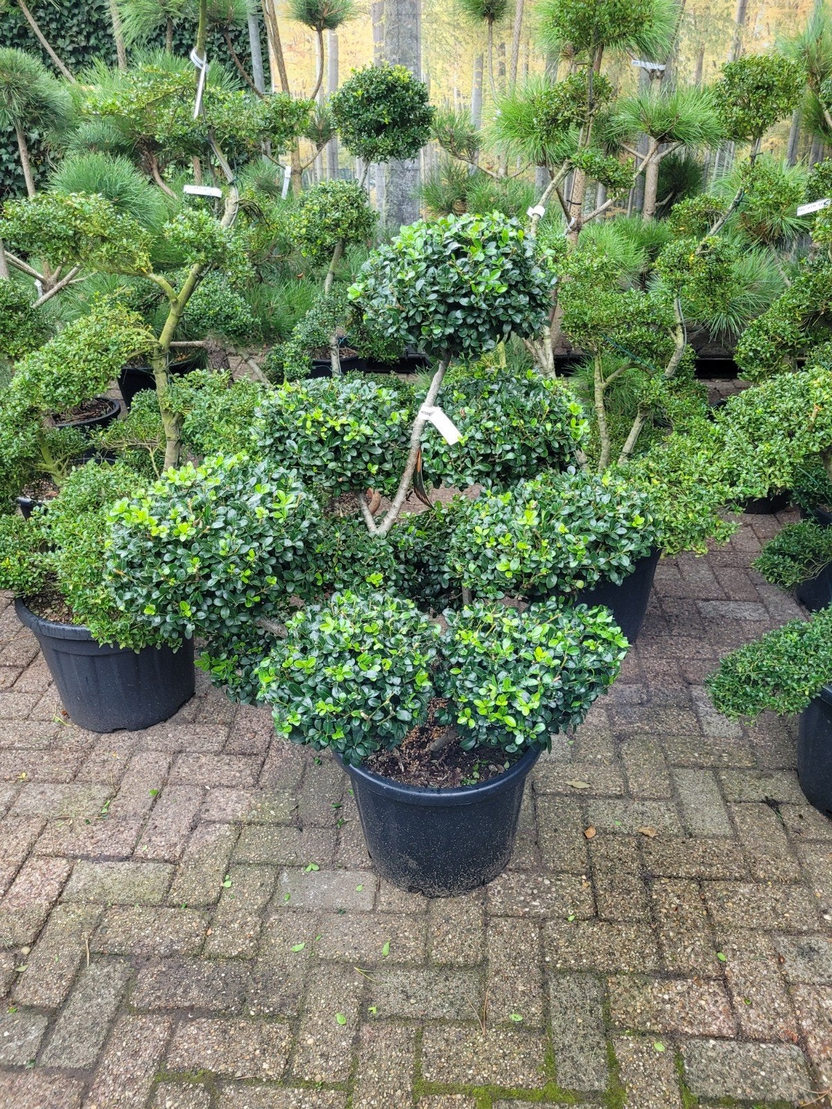 Ilex Crenata 'Green Lustre' Vormsnoei - Japanse Hulst, Tuin en Terras, Volle zon, Vaste plant, Bloeit niet, Ophalen