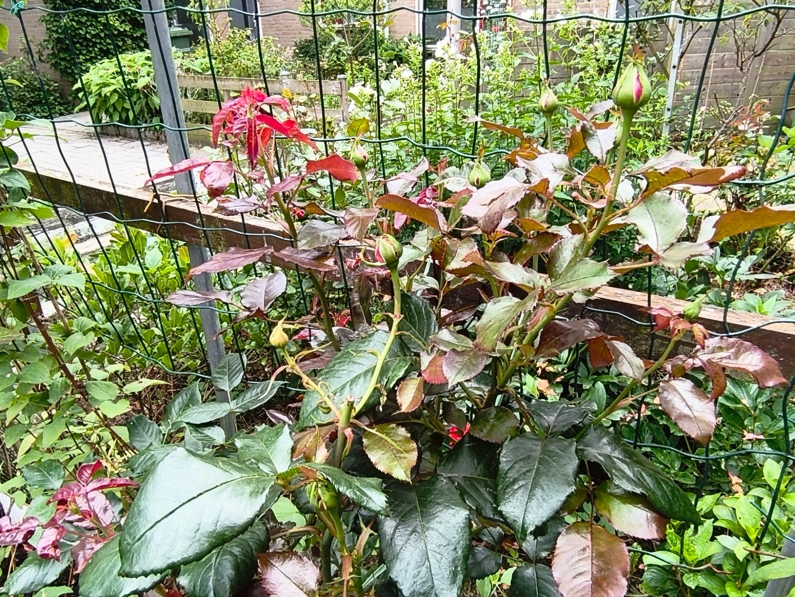Rozen, Tuin en Terras, Planten | Tuinplanten, Overige soorten, Volle zon, Vaste plant, Ophalen of Verzenden