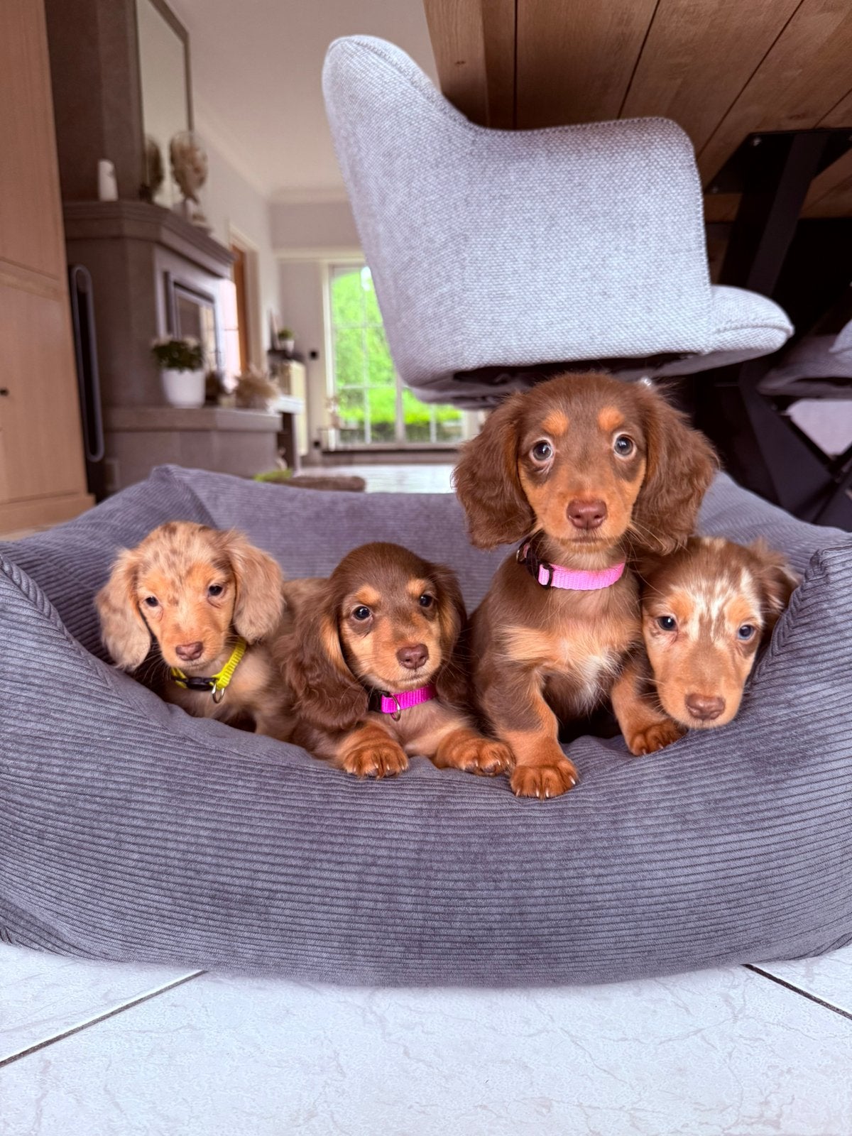 Prachtige kaninchen teckel pups, Dieren en Toebehoren, Kaninchen, Parvo, België, Particulier