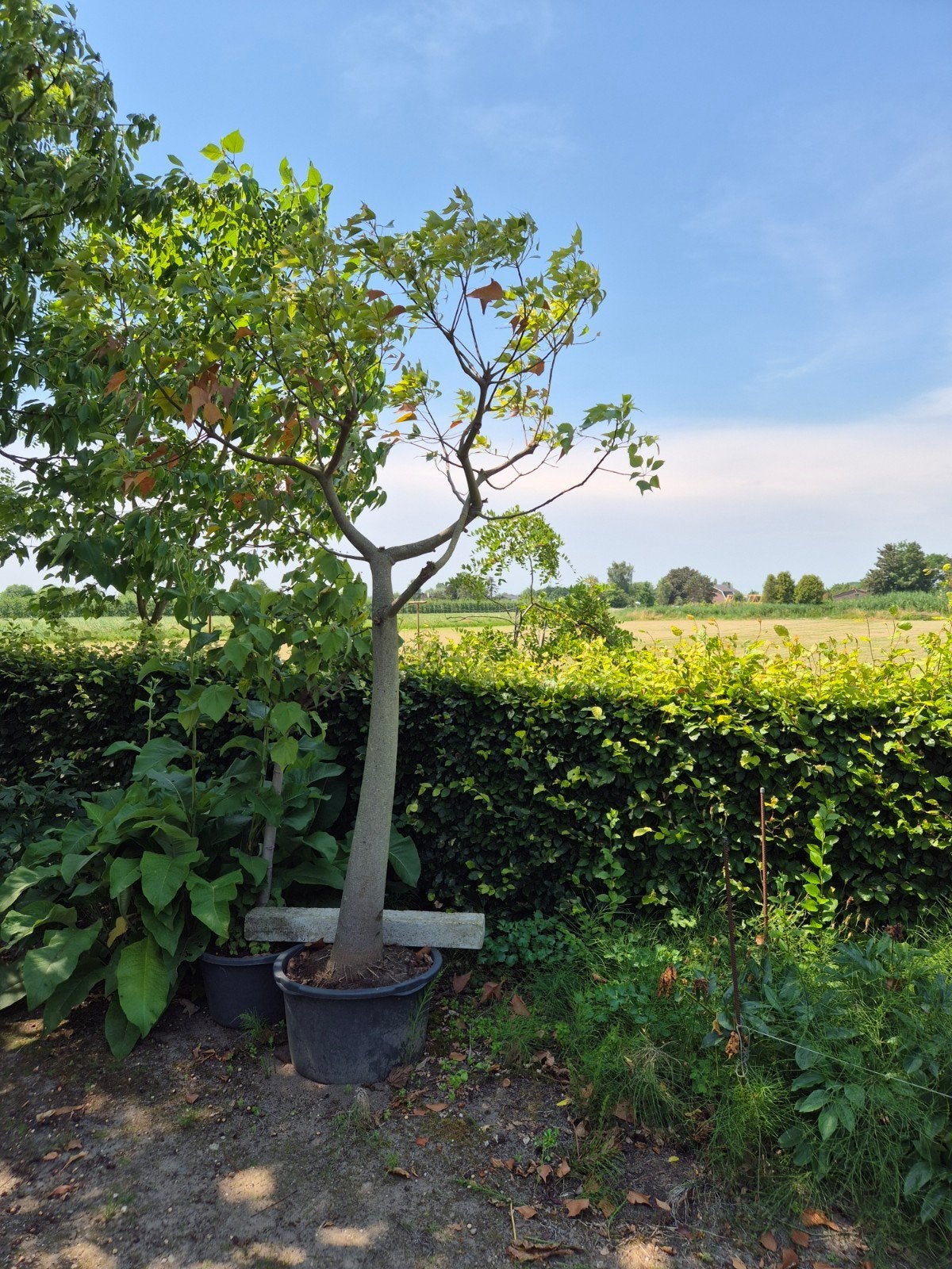Mooie flessenboom in kuip, Bloeit niet, Overige soorten, 250 tot 400 cm, Ophalen