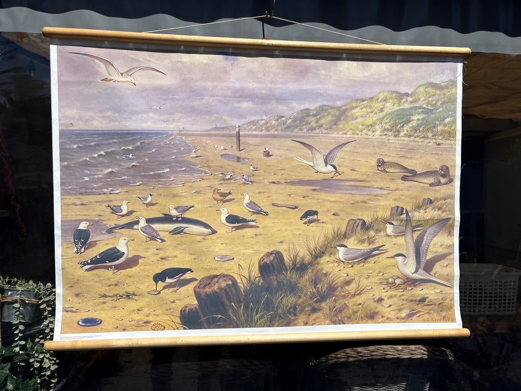 Vintage schoolplaat: Vogels en zeeleven aan de kust, Ophalen, Natuur en Biologie