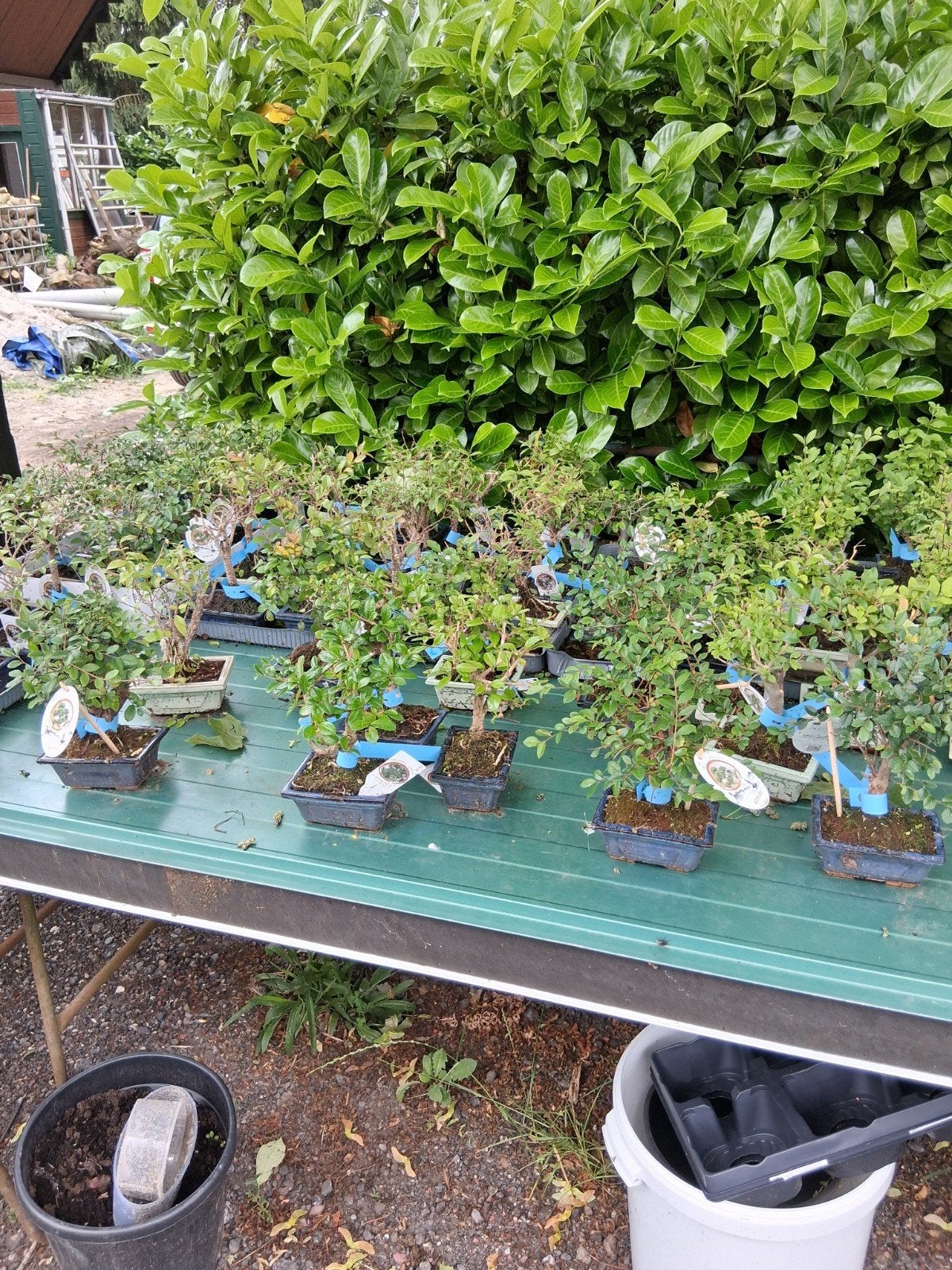 Laatste bonsai  aanbieding, Ophalen, Kruiden, Halfschaduw