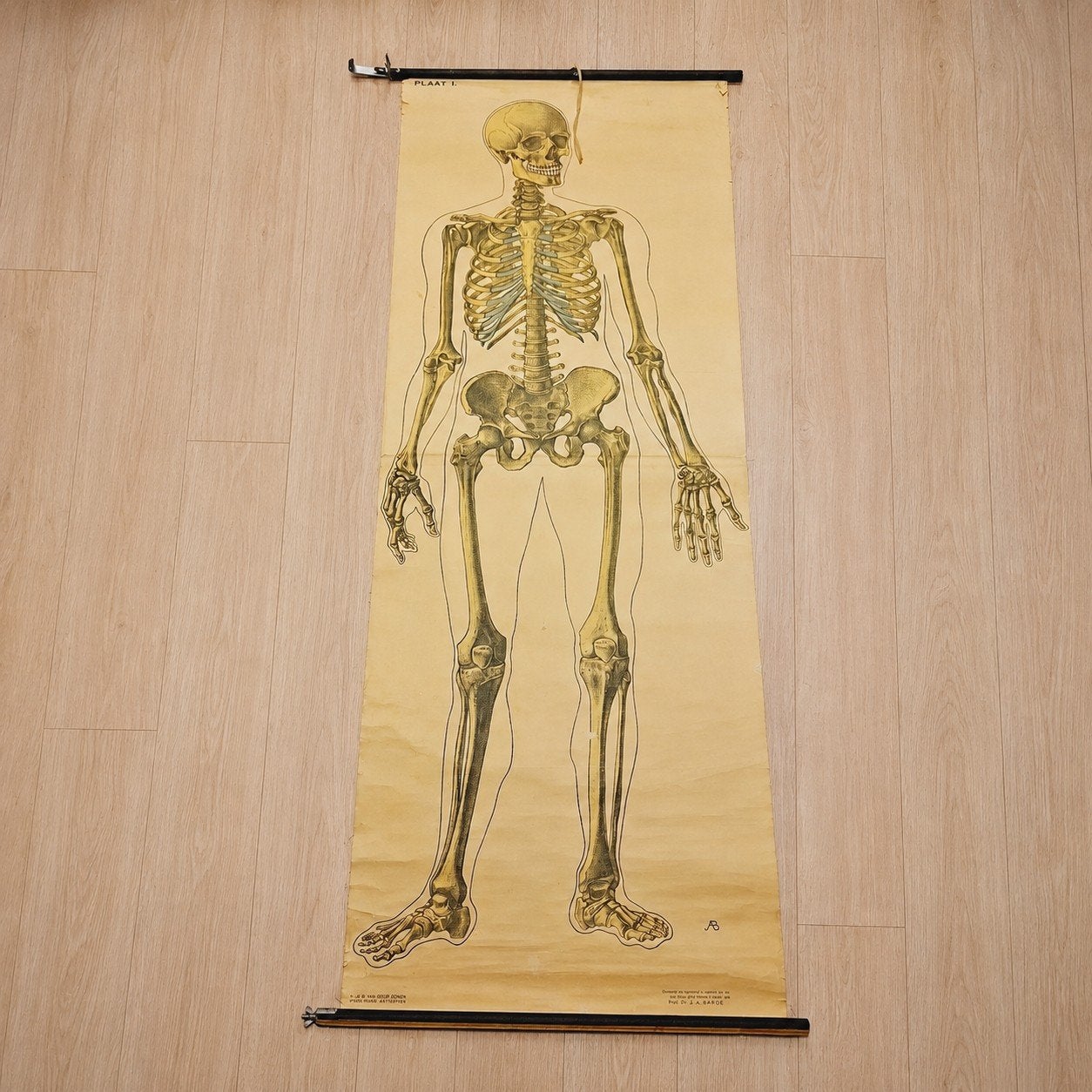 Vintage Anatomische Wandkaart - Menselijk Skelet Schoolplaat, Antiek en Kunst, Antiek | Schoolplaten, Ophalen of Verzenden, Natuur en Biologie