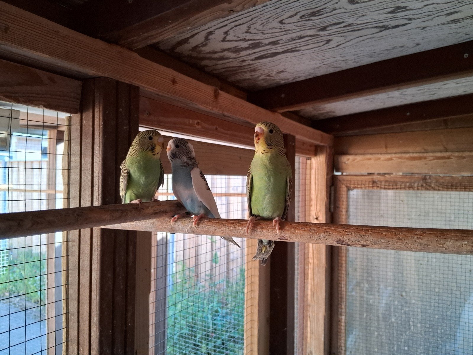 Jonge grasparkietjes. Ideaal om tam te maken, Dieren en Toebehoren, Vogels | Parkieten en Papegaaien, Meerdere dieren, Parkiet
