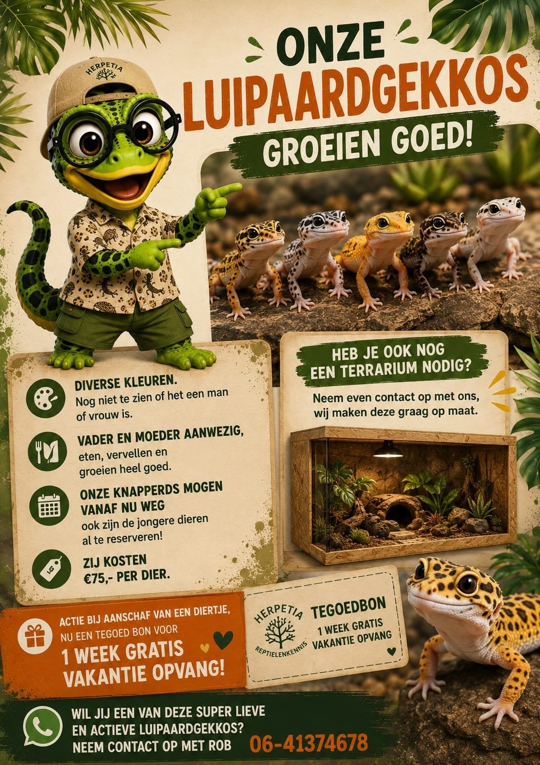 Jonge luipaardgekko's, uitgebroed als vrouw., Dieren en Toebehoren, Hagedis, 0 tot 2 jaar