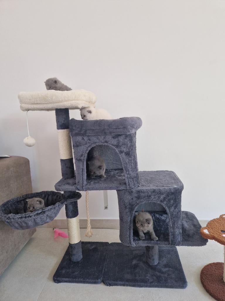 Britskorthaar kittens te koop, Meerdere dieren, Ontwormd