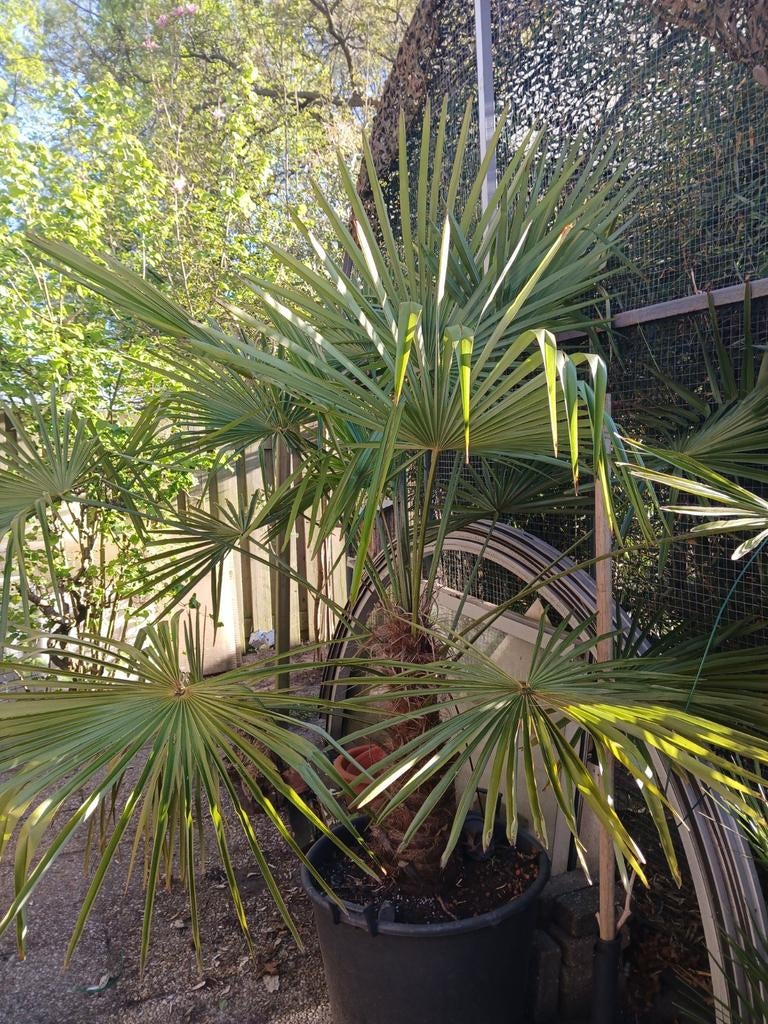 Trachycarpus fortunei - Winterharde Palmboom voor buiten, Tuin en Terras, Ophalen, Gehele jaar, Volle zon