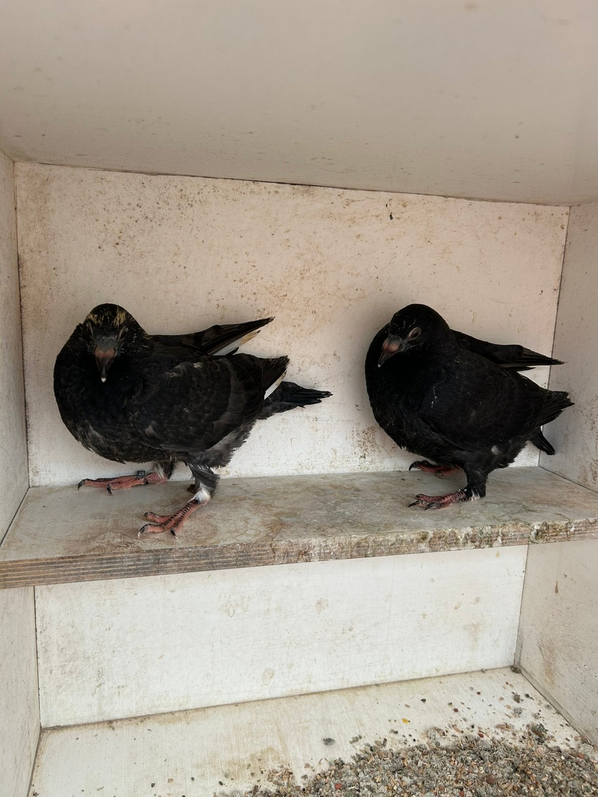 Kleurpostduiven, zwart en zwartbont, 2026, Dieren en Toebehoren, Vogels | Duiven, Meerdere dieren, Postduif