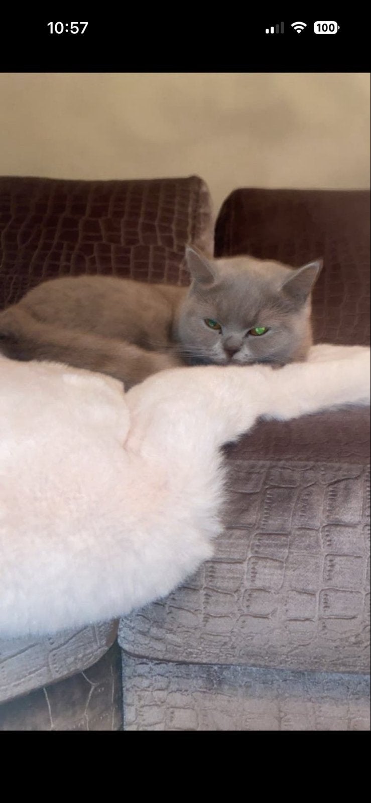 Britkortharig, Kater