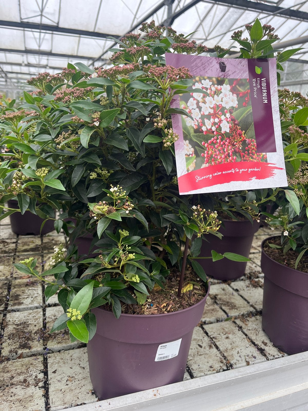 Viburnum tinus 'Eve Price' - Winterharde Sneeuwbal, Tuin en Terras, Overige soorten, Vaste plant, Ophalen of Verzenden, Halfschaduw