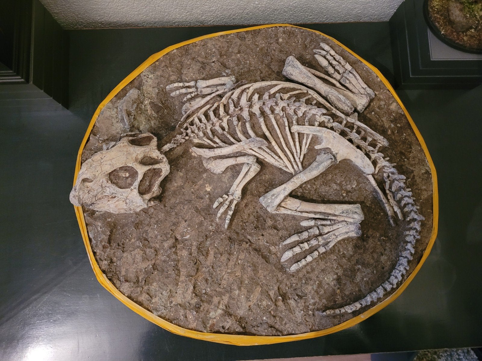 Foto 6 van UNIEK ORIGINEEL PSITTACOSAURUS-SKELET – MUSEUMKWALITEIT