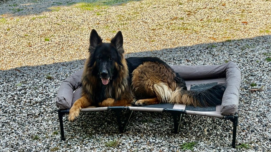 Hondenbed Groot model, Dieren en Toebehoren, Ophalen, Gebruikt, Overige